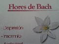 flores-de-bach-medicina-complementaria-vina-del-mar